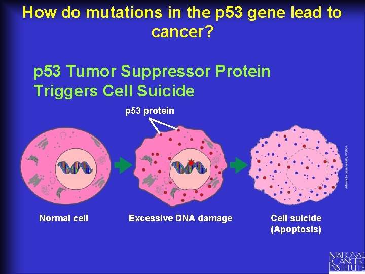 How do mutations in the p 53 gene lead to cancer? p 53 Tumor