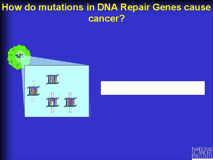 How do mutations in DNA Repair Genes cause cancer? 