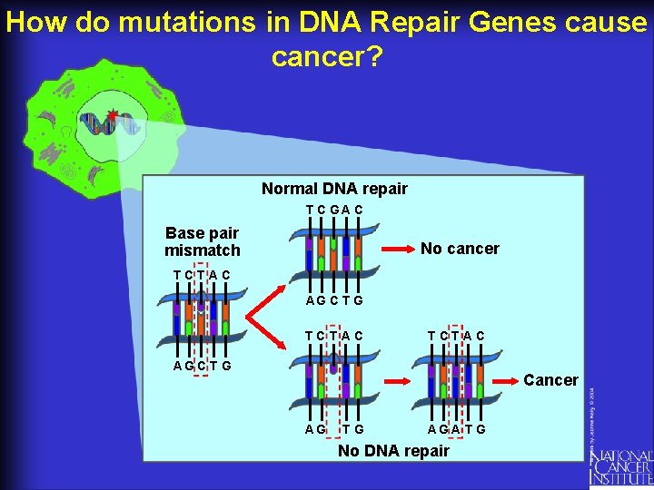 How do mutations in DNA Repair Genes cause cancer? Normal DNA repair T C