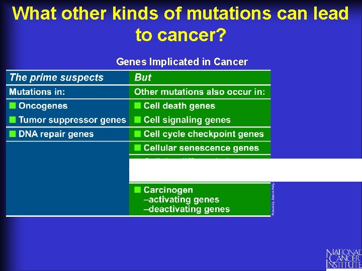 What other kinds of mutations can lead to cancer? Genes Implicated in Cancer 