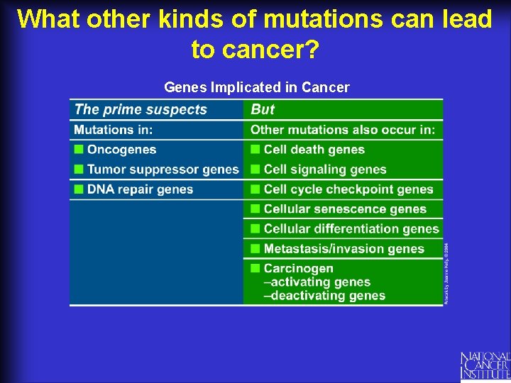 What other kinds of mutations can lead to cancer? Genes Implicated in Cancer 