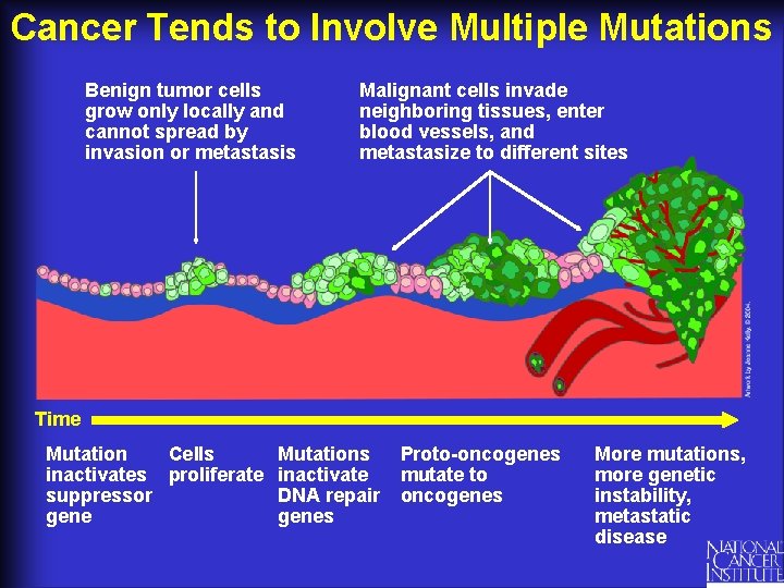 Cancer Tends to Involve Multiple Mutations Benign tumor cells grow only locally and cannot