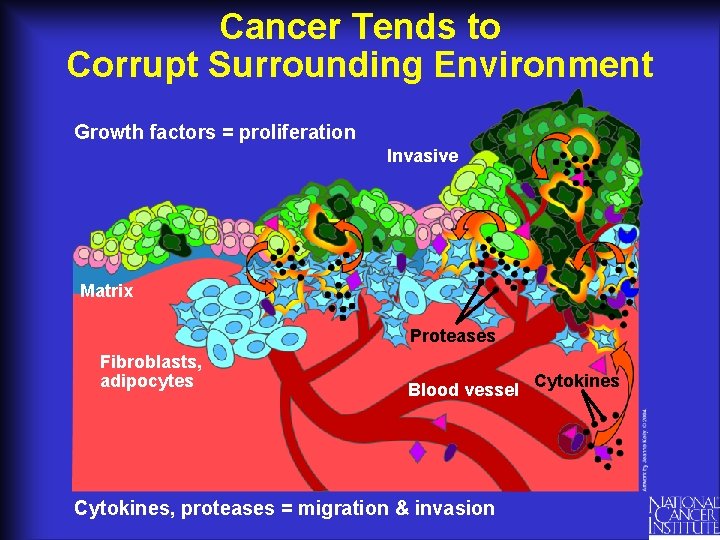 Cancer Tends to Corrupt Surrounding Environment Growth factors = proliferation Invasive Matrix Proteases Fibroblasts,