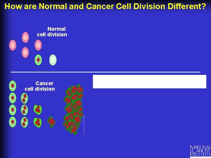 How are Normal and Cancer Cell Division Different? Normal cell division Cancer cell division