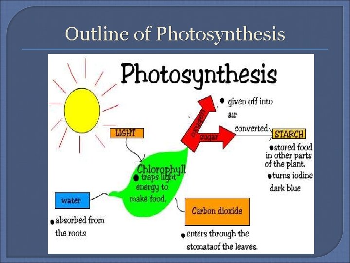 Outline of Photosynthesis 