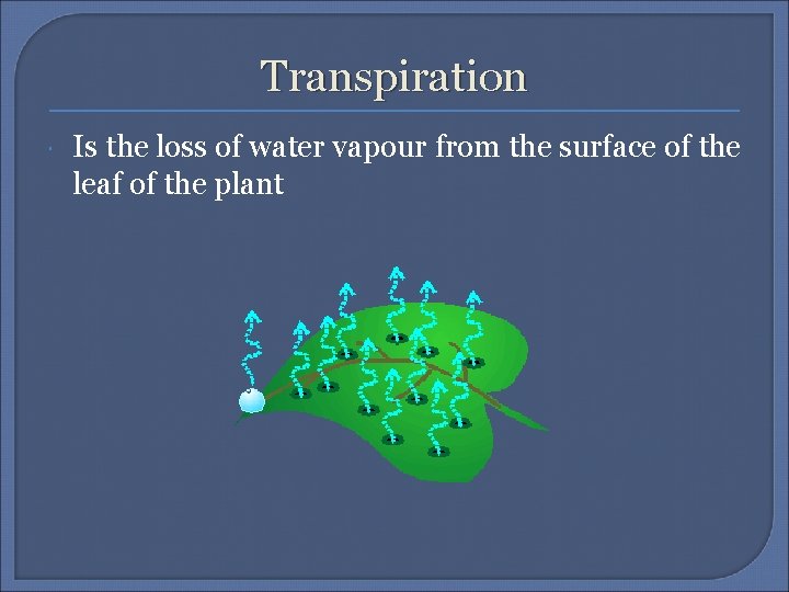 Transpiration Is the loss of water vapour from the surface of the leaf of