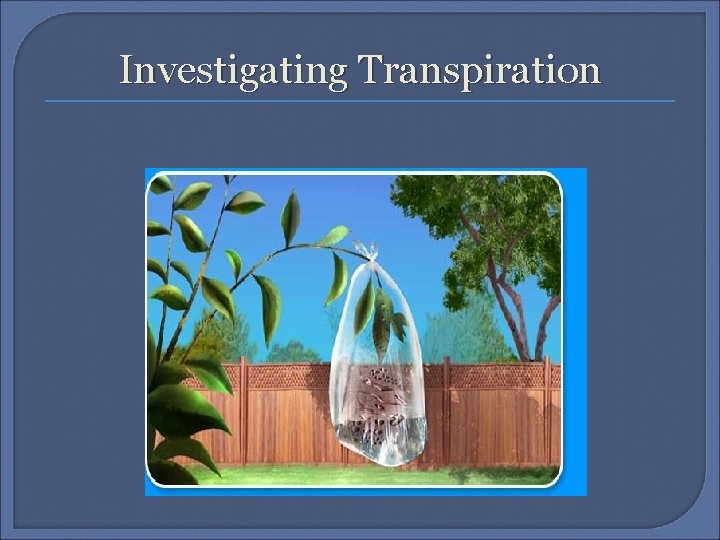 Investigating Transpiration 