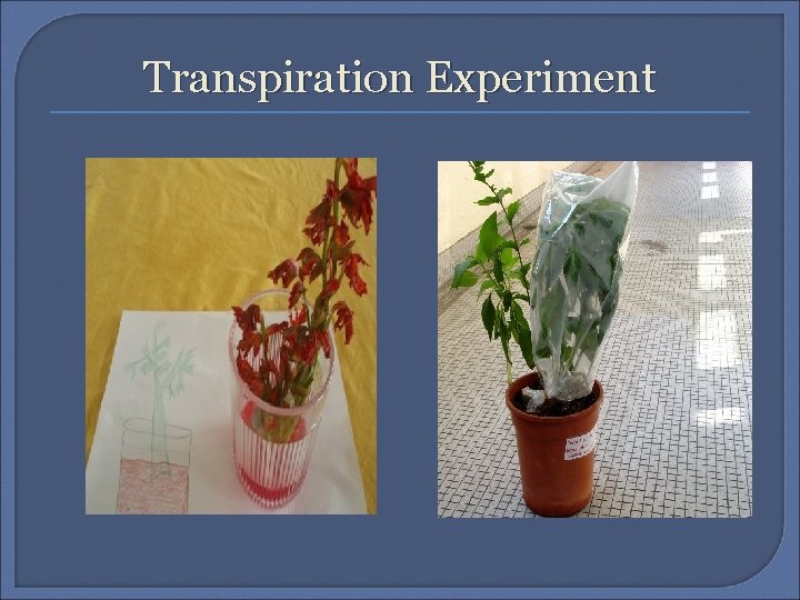 Transpiration Experiment 