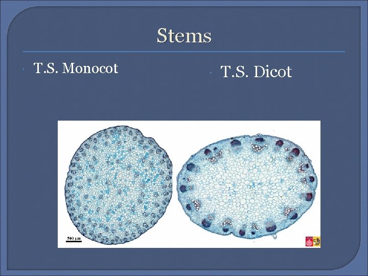 Stems T. S. Monocot T. S. Dicot 