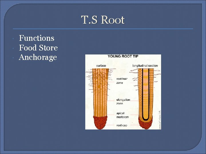 T. S Root Functions Food Store Anchorage 