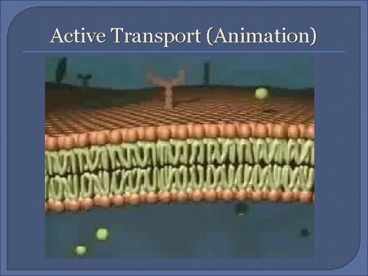 Active Transport (Animation) 