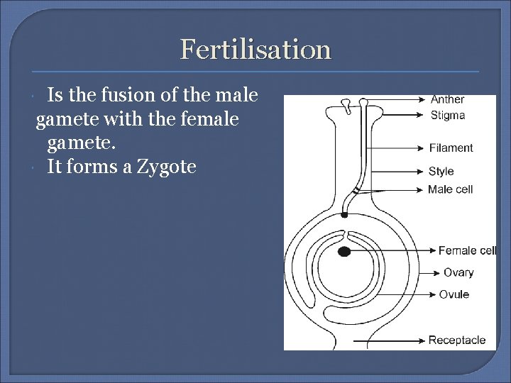 Fertilisation Is the fusion of the male gamete with the female gamete. It forms