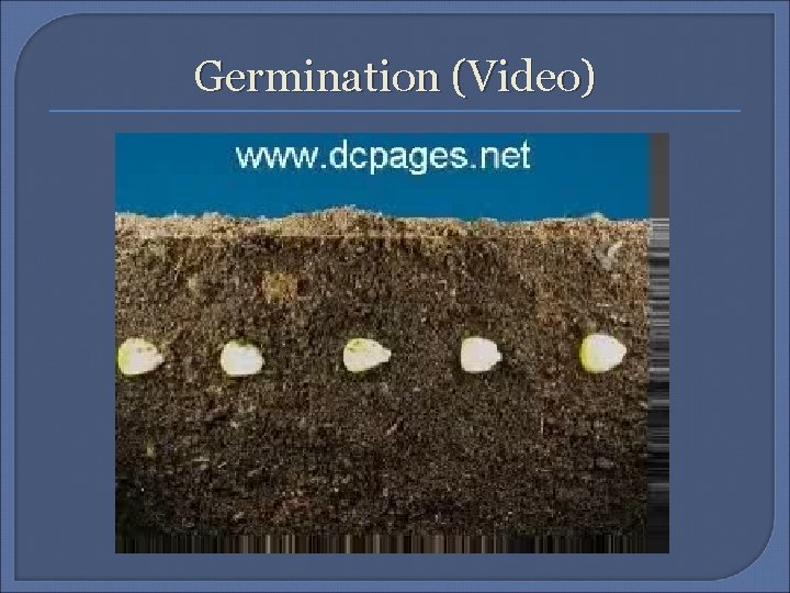 Germination (Video) 