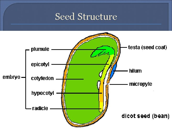 Seed Structure 