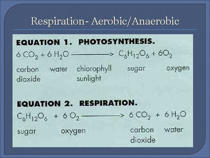 Respiration- Aerobic/Anaerobic 