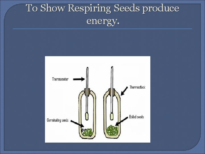 To Show Respiring Seeds produce energy. 