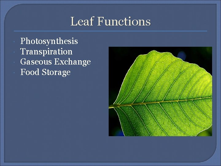 Leaf Functions Photosynthesis Transpiration Gaseous Exchange Food Storage 