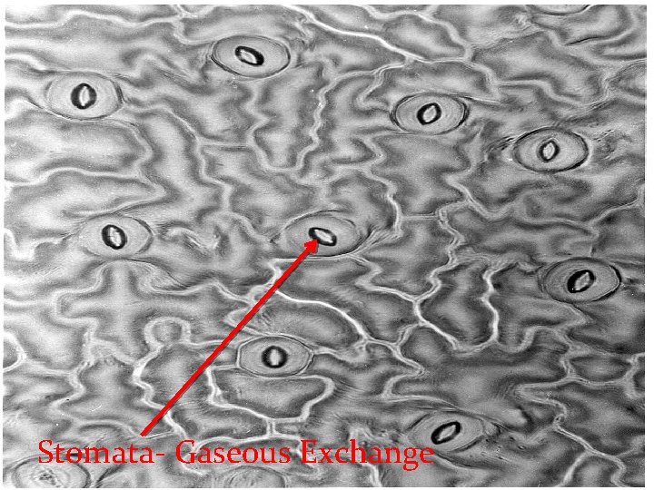 Stomata- Gaseous Exchange 