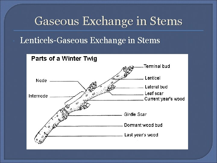 Gaseous Exchange in Stems Lenticels-Gaseous Exchange in Stems 