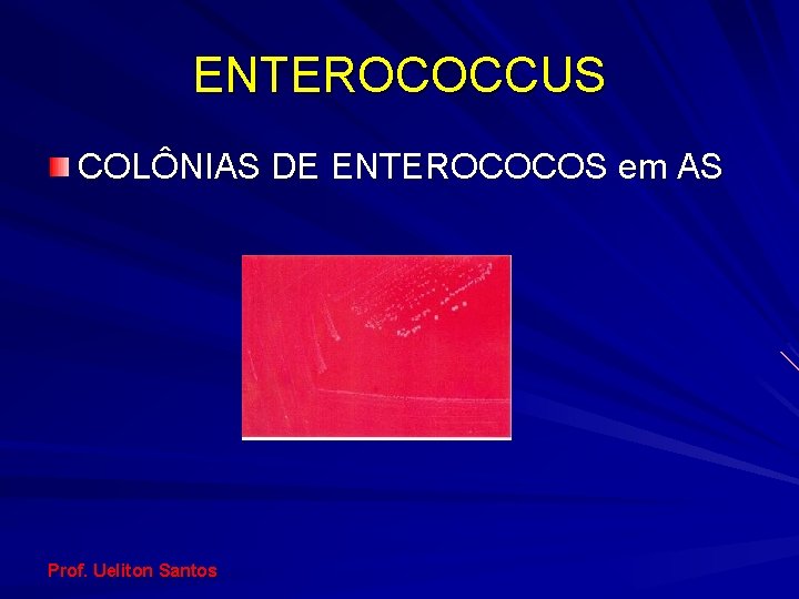 ENTEROCOCCUS COLÔNIAS DE ENTEROCOCOS em AS Prof. Ueliton Santos 
