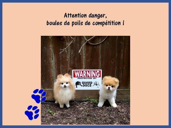 Attention danger, boules de poils de compétition ! 