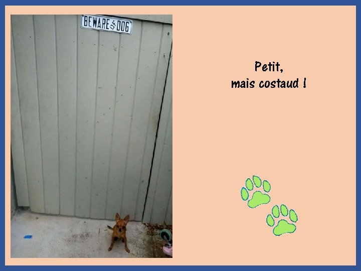 Petit, mais costaud ! 