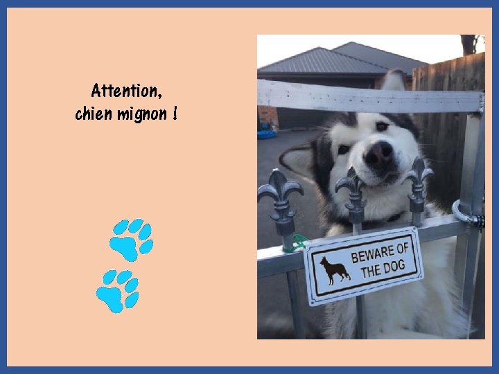 Attention, chien mignon ! 