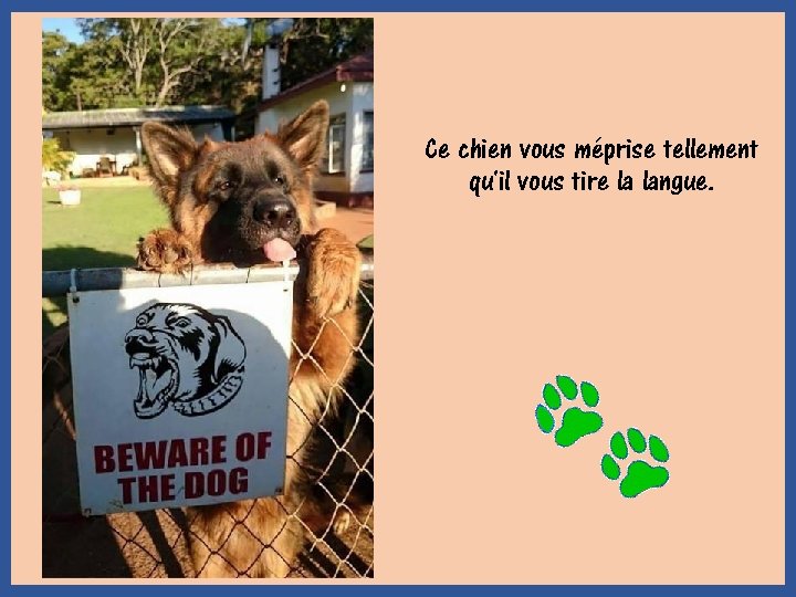 Ce chien vous méprise tellement qu'il vous tire la langue. 