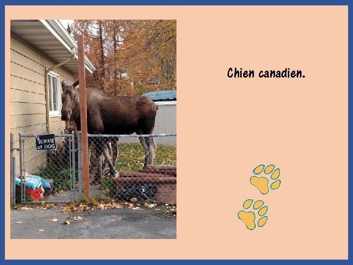 Chien canadien. 