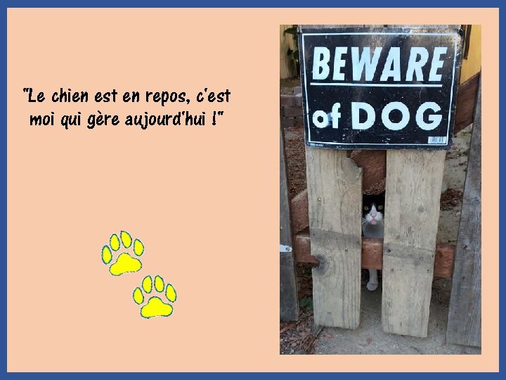 "Le chien est en repos, c'est moi qui gère aujourd'hui !" 