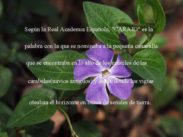 Según la Real Academia Española, "CARAJO" es la palabra con la que se nominaba