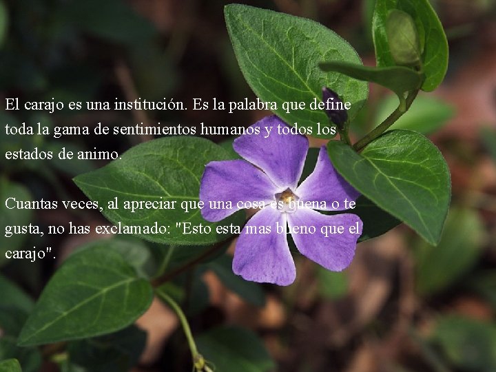 El carajo es una institución. Es la palabra que define toda la gama de