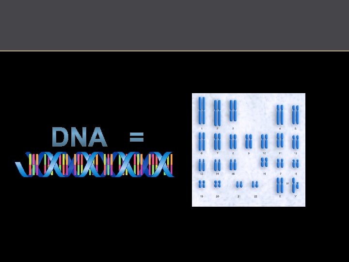 http: //commons. wikimedia. org/wiki/File: DNA_human_male_chromosomes. gif 