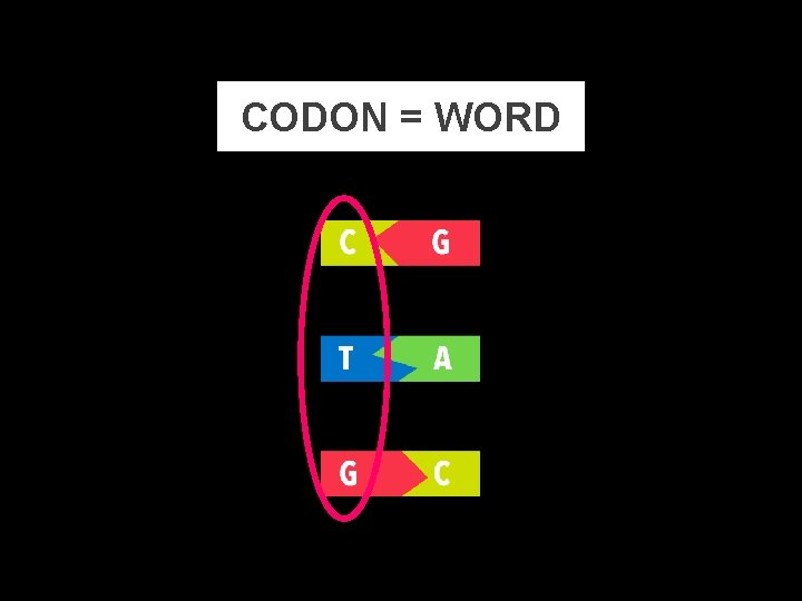CODON = WORD http: //en. wikipedia. org/wiki/Three_prime_untranslated_region 