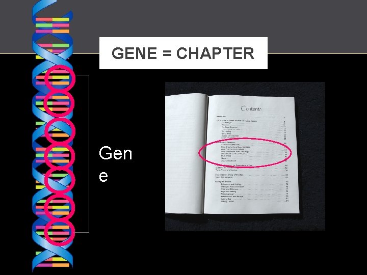 GENE = CHAPTER Gen e http: //fr. wikipedia. org/wiki/G%C 3%A 8 ne 
