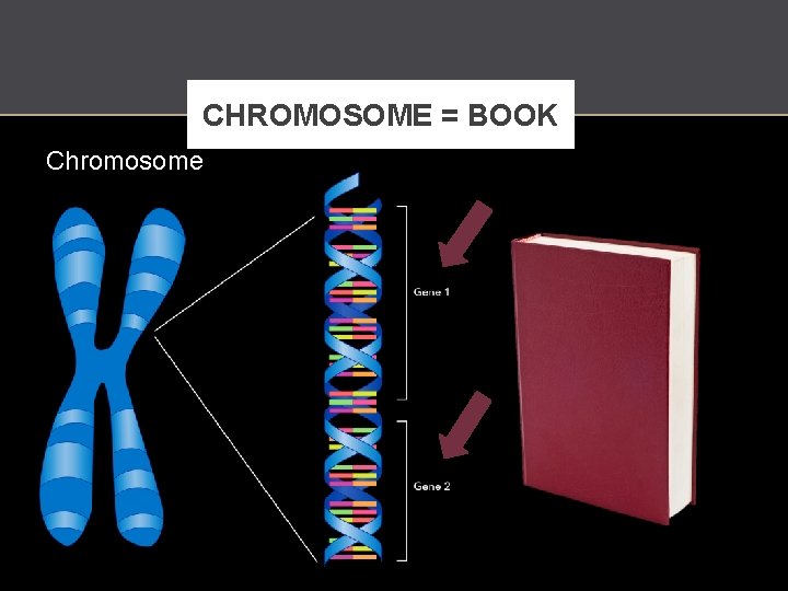 CHROMOSOME = BOOK Chromosome http: //en. wikipedia. org/wiki/P%C 5%99%C 3%ADru%C 4%8 Dn%C 3%AD_slovn%C 3%ADk_nau%C