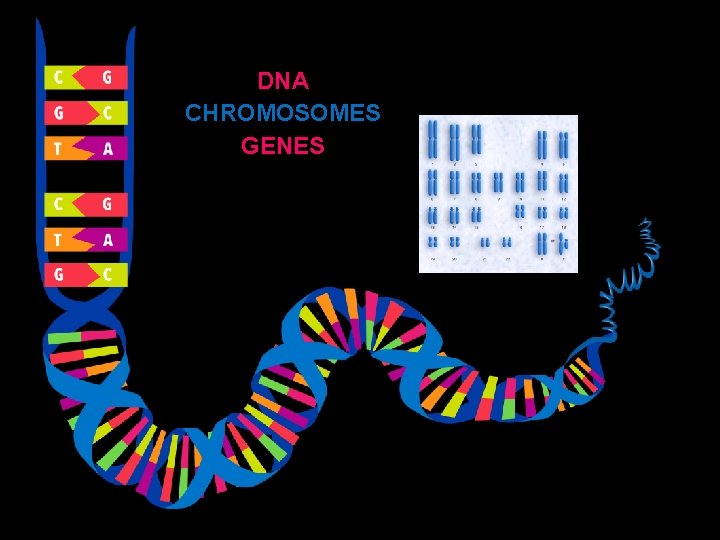 DNA CHROMOSOMES GENES http: //commons. wikimedia. org/wiki/File: Chromosome. gif 