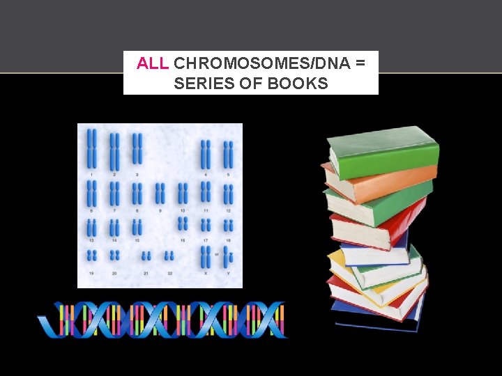 ALL CHROMOSOMES/DNA = SERIES OF BOOKS 