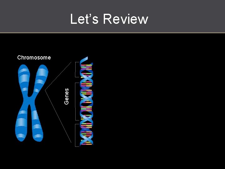 Let’s Review Genes Chromosome http: //en. wikipedia. org/wiki/P%C 5%99%C 3%ADru%C 4%8 Dn%C 3%AD_slovn%C 3%ADk_nau%C