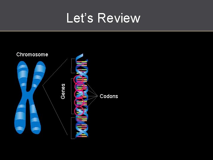 Let’s Review Genes Chromosome Codons http: //en. wikipedia. org/wiki/P%C 5%99%C 3%ADru%C 4%8 Dn%C 3%AD_slovn%C