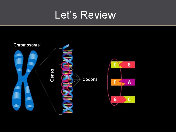 Let’s Review Genes Chromosome Codons http: //en. wikipedia. org/wiki/P%C 5%99%C 3%ADru%C 4%8 Dn%C 3%AD_slovn%C