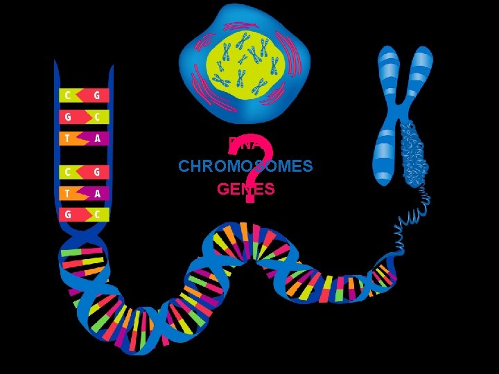 ? DNA CHROMOSOMES GENES http: //commons. wikimedia. org/wiki/File: Chromosome. gif 