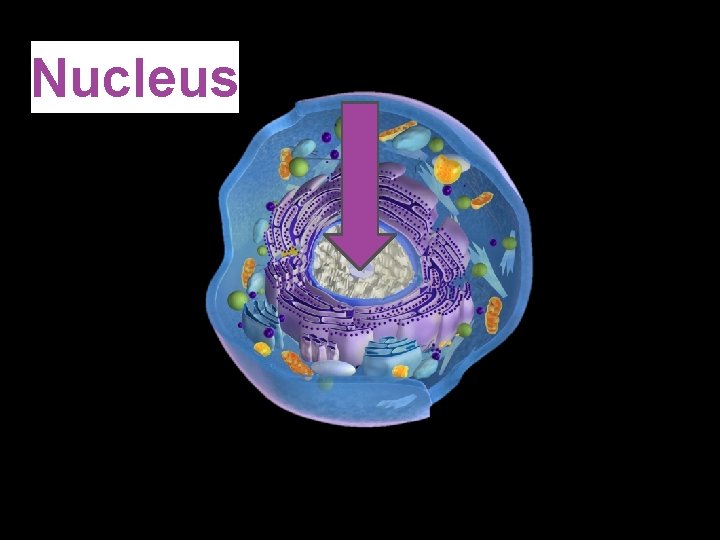 Nucleus http: //commons. wikimedia. org/wiki/File: Eukaryotic_Cell_(animal). jpg 