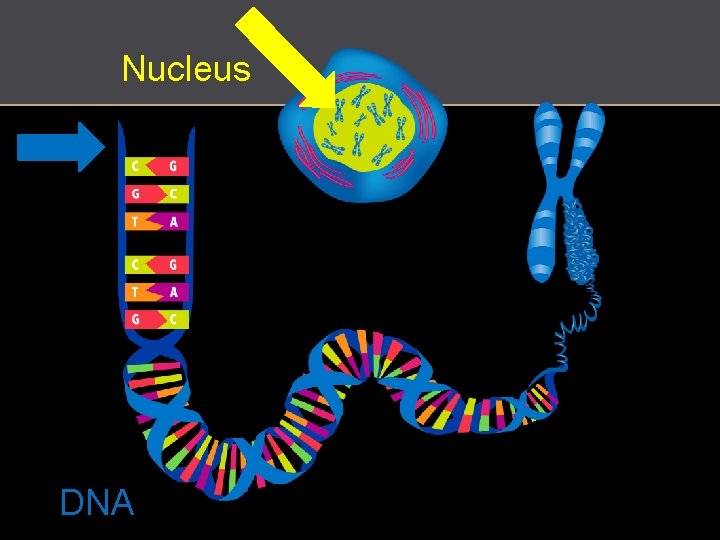 Nucleus http: //commons. wikimedia. org/wiki/File: Chromosome_en. svg DNA 