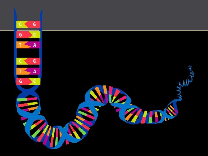 http: //commons. wikimedia. org/wiki/File: DNA_human_male_chromosomes. gif 
