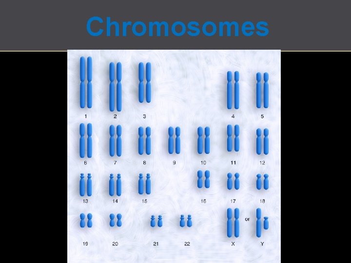 Chromosomes http: //commons. wikimedia. org/wiki/File: DNA_human_male_chromosomes. gif 