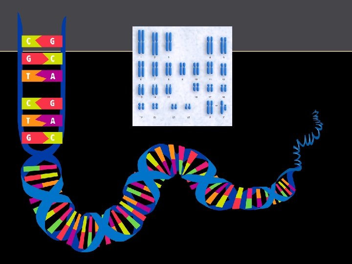 http: //commons. wikimedia. org/wiki/File: DNA_human_male_chromosomes. gif 