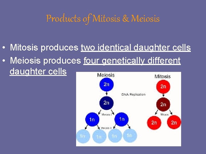 Products of Mitosis & Meiosis • Mitosis produces two identical daughter cells • Meiosis Products of Mitosis & Meiosis • Mitosis produces two identical daughter cells • Meiosis