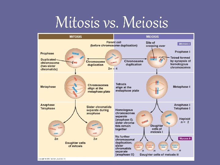 Mitosis vs. Meiosis Mitosis vs. Meiosis