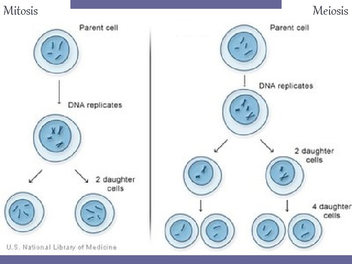 Mitosis Meiosis Mitosis Meiosis